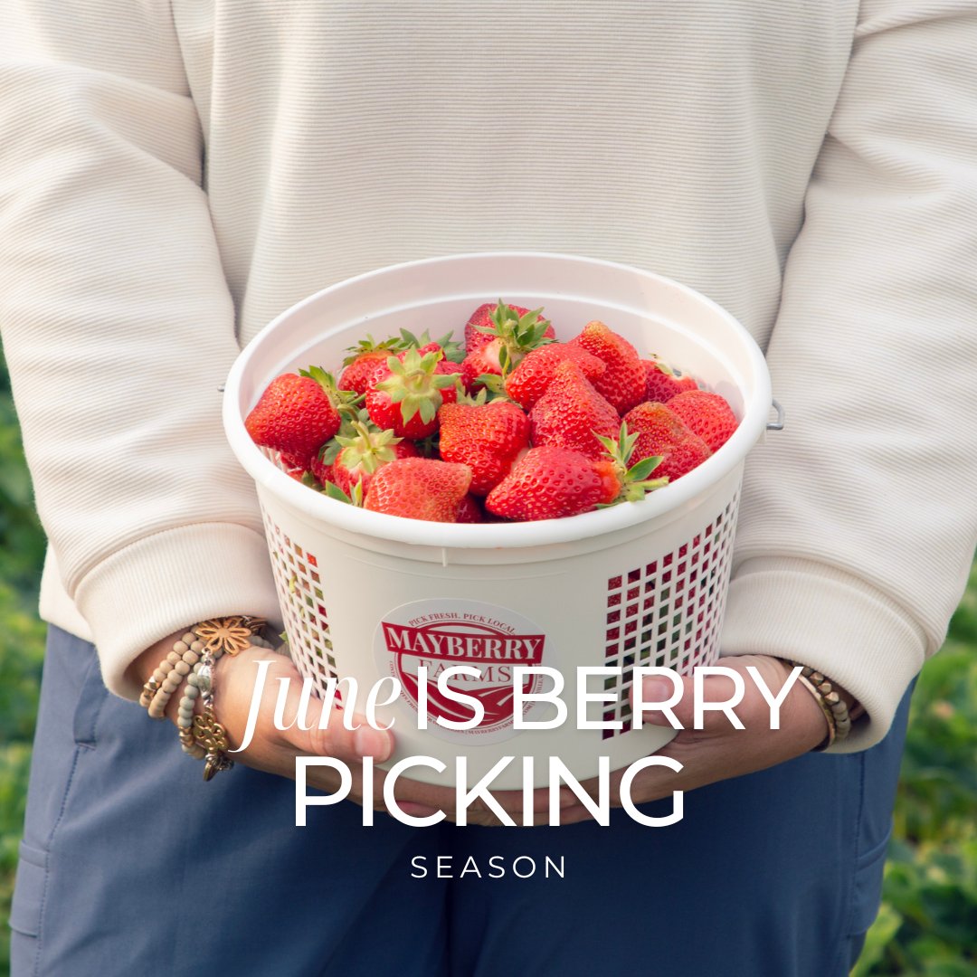 Strawberry Picking Season - Mayberry Farms