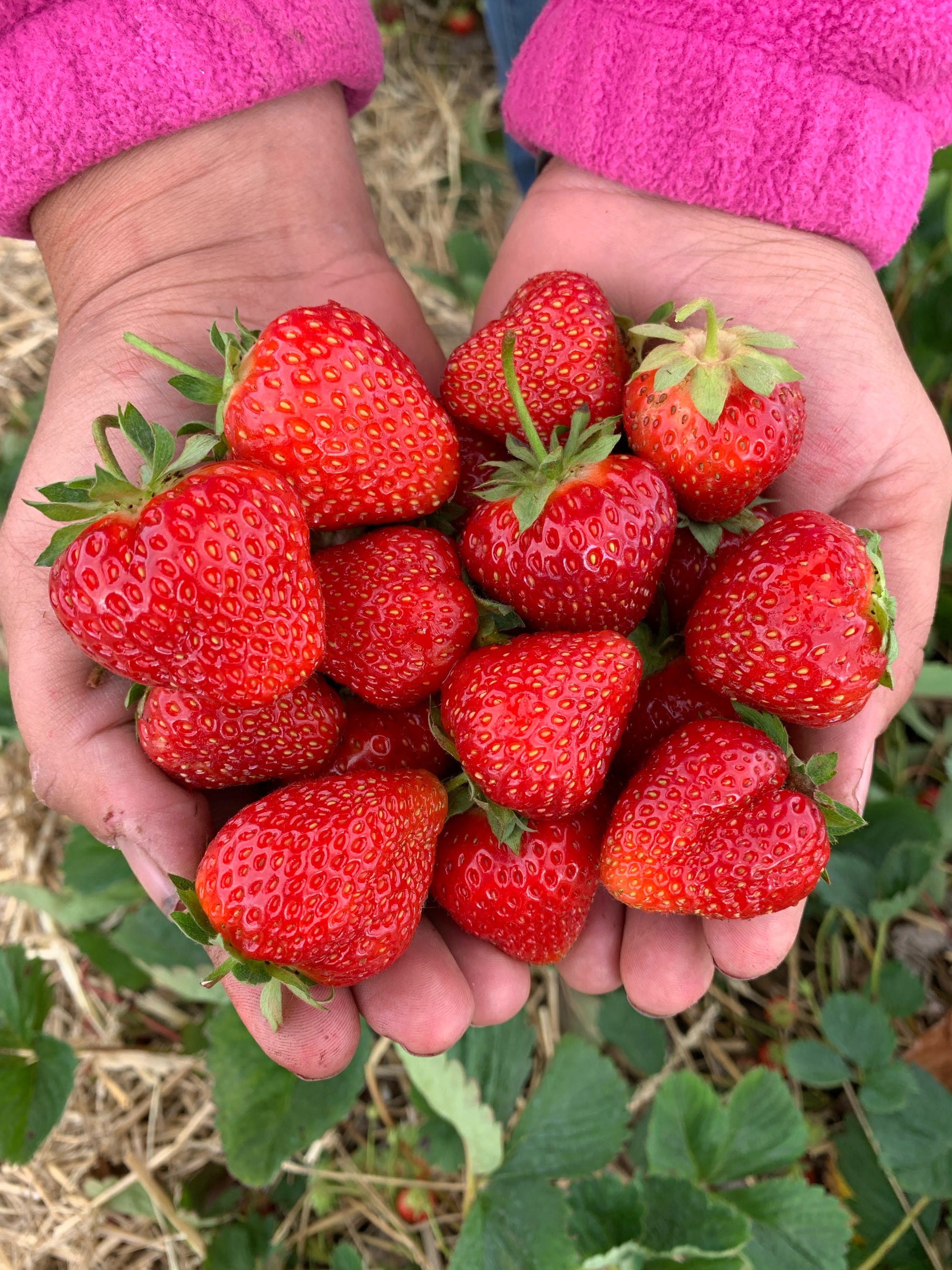 Strawberry Picking Season