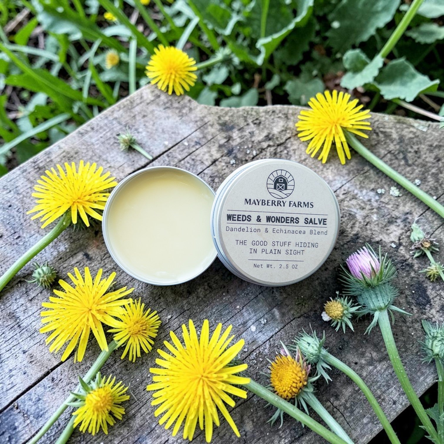 Weeds & Wonders Echinacea Dandelion Salve | Mayberry Farms - Mayberry Farms